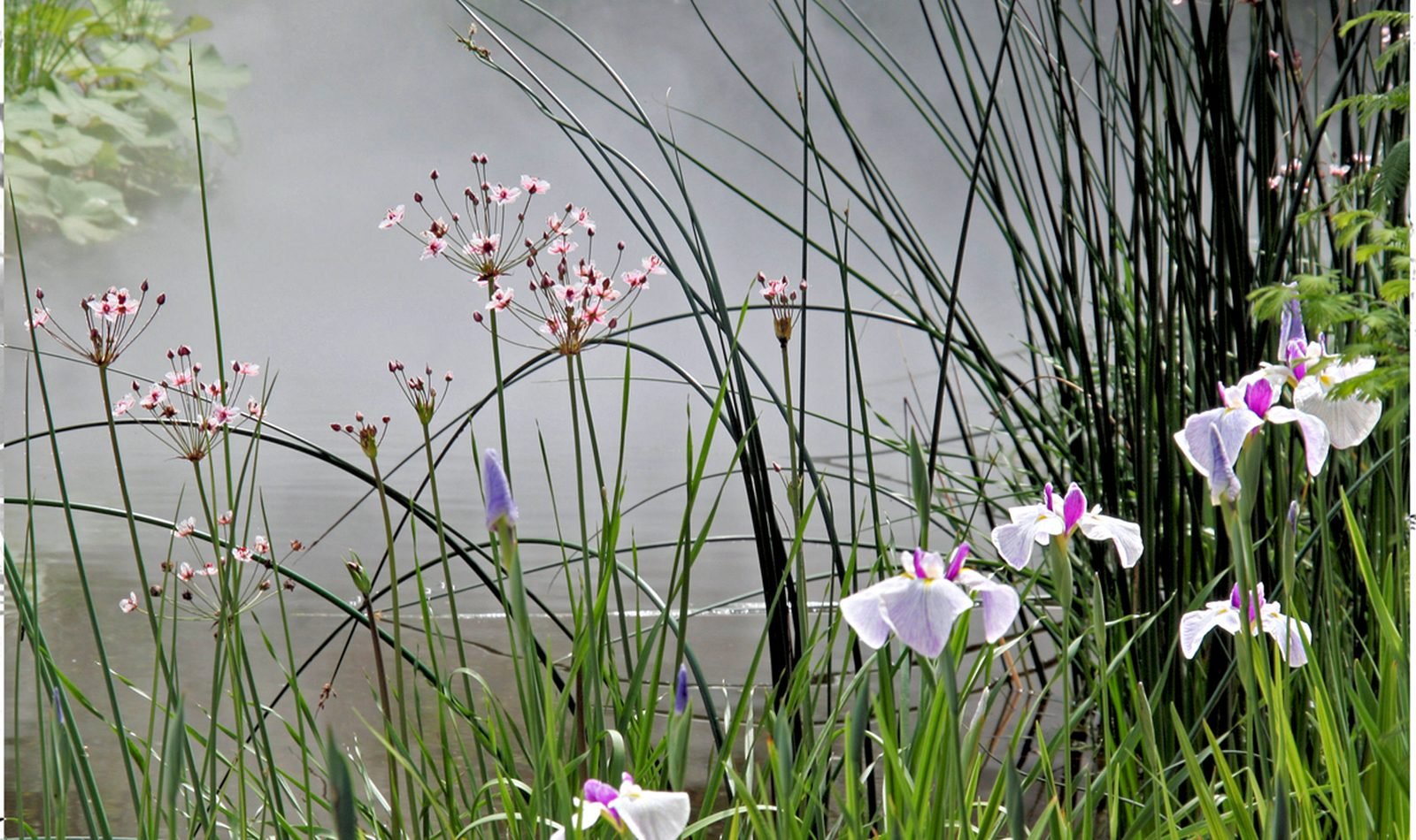 Végétation et ambiance végétale à Terra Botanica Angers